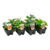 Assorted Premium Flower and Veggie Punnets