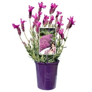 Lavender