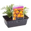 Marigold Tango Punnet- Tagetes patula