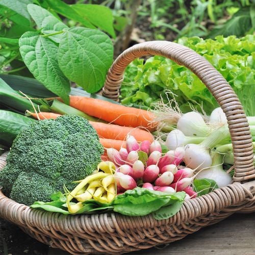 Wicker basket full of picked vegetables