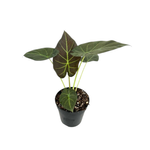 120mm Regal Shield Elephant Ear - Alocasia