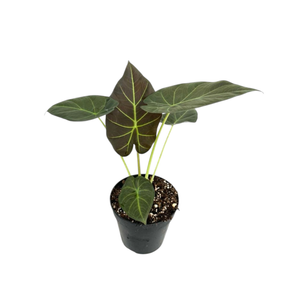 120mm Regal Shield Elephant Ear - Alocasia