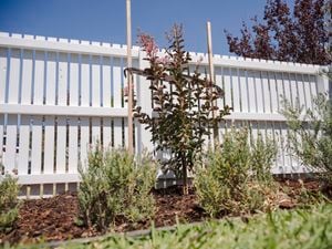 Small tree planted in the backyard