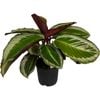 140mm Prayer Plant - Calathea bicajoux Cobra Pink