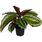 140mm Prayer Plant - Calathea bicajoux Cobra Pink