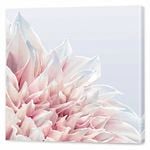 Soft Pink Dahlia | 75 x 75cm Stretched Canvas Print