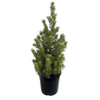 200mm Adenanthos Baby Woolly Bush - Adenanthos sericeus Compact