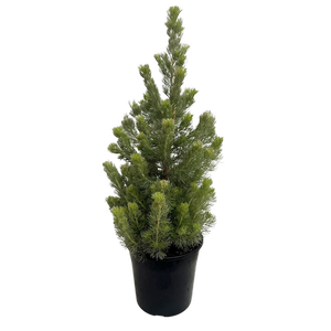 200mm Adenanthos Baby Woolly Bush - Adenanthos sericeus Compact