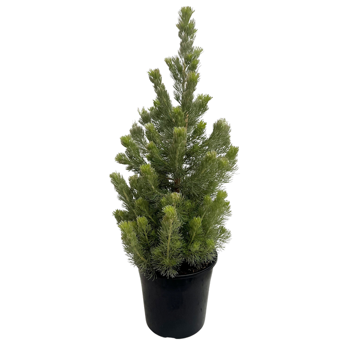 200mm Adenanthos Baby Woolly Bush - Adenanthos sericeus Compact