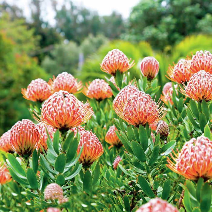 Protea flowers in a garden
