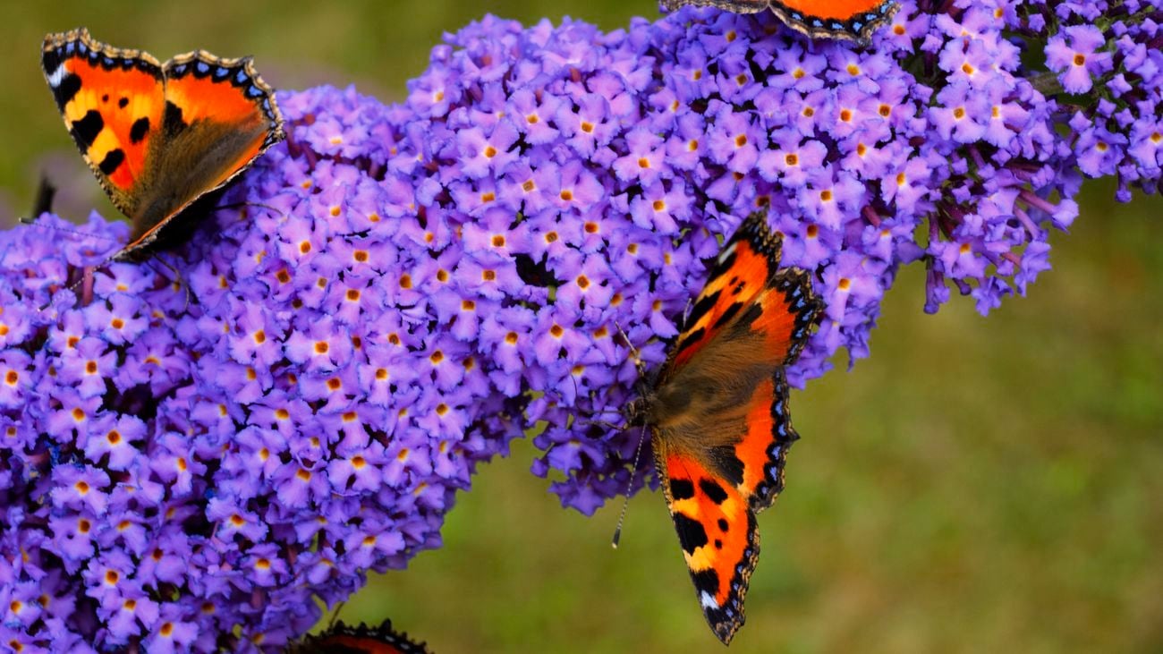 close up of a flowering buddleia with butterflies