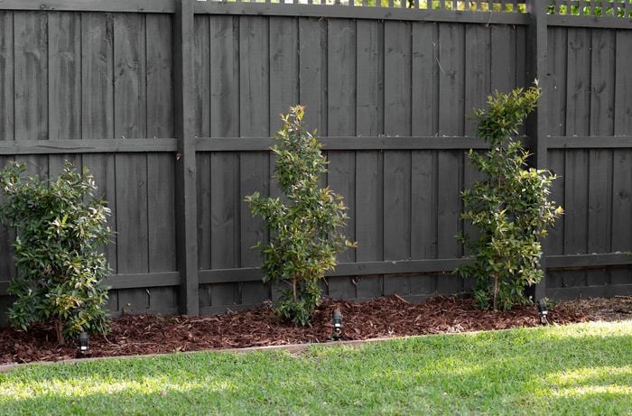 garden bed with fresh mulch and plants, timber fence in back ground