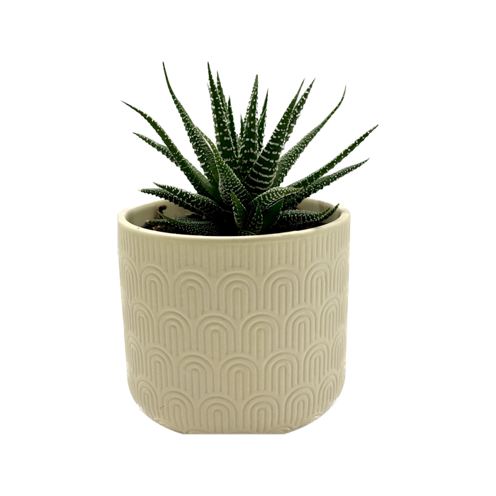 95mm Succulent in Designer Pot