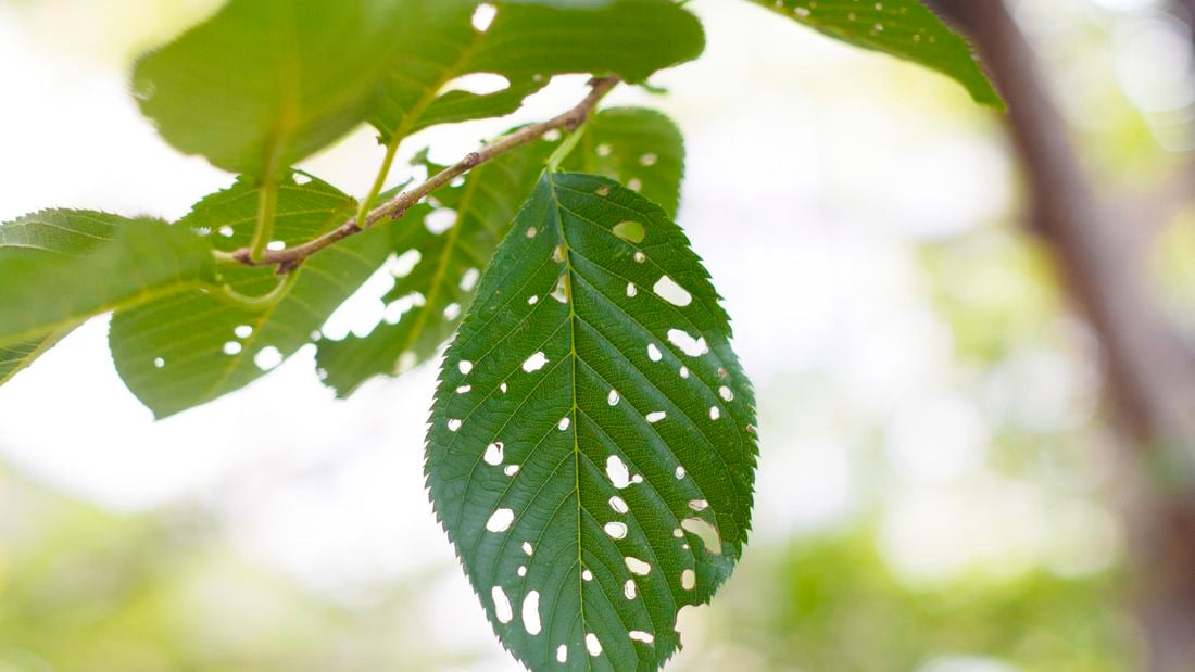 Leaves that have been eaten by bugs.