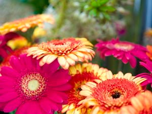 brightly coloured gerbera flowers