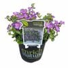 130mm Assorted Bacopa Scopia Gulliver - Sutera cordata