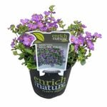 130mm Assorted Bacopa Scopia Gulliver - Sutera cordata
