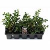 Escallonia White Profusion - Escallonia exoniensis  - 10 Pack
