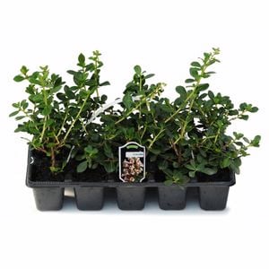Escallonia White Profusion - Escallonia exoniensis  - 10 Pack