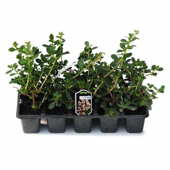 Escallonia White Profusion - Escallonia exoniensis  - 10 Pack