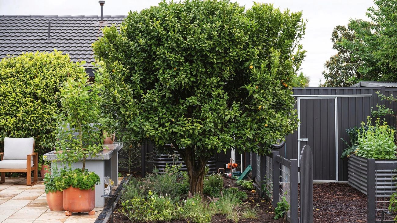 Long shot photo of garden shrubs, pots and shed
