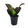 70mm Croton Ambon - Codiaeum variegatum