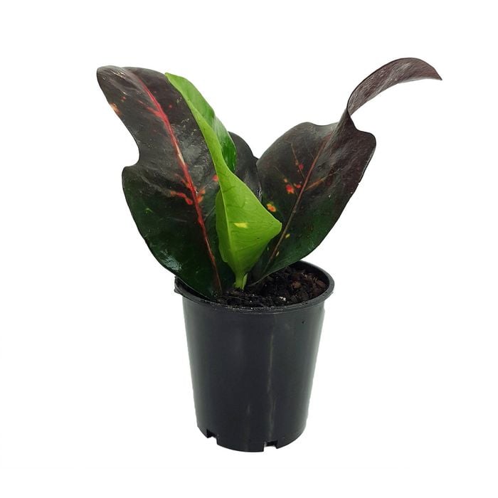 70mm Croton Ambon - Codiaeum variegatum