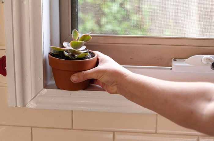 Placing small plant on a window ledge.