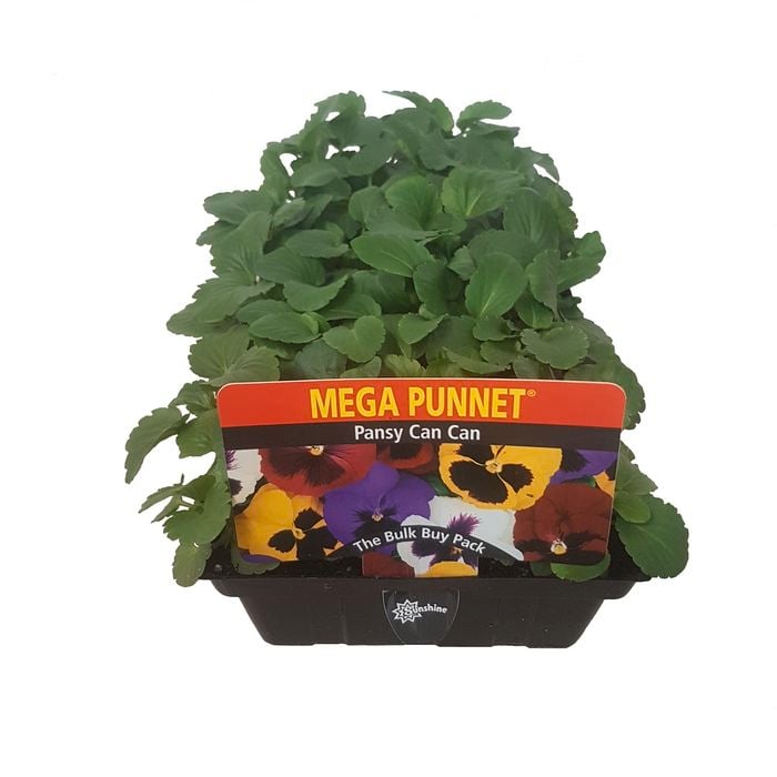 Mega Punnet - Pansy Can Can Mix - Viola x wittrockiana