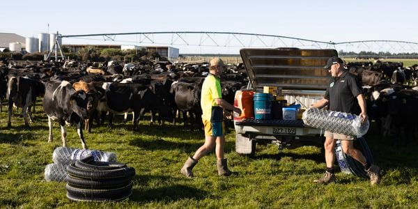 Two farm workers unload supplies—including bottled water and buckets—from a utility vehicle beside a large herd of cattle in a grassy paddock with an irrigation system in the background.