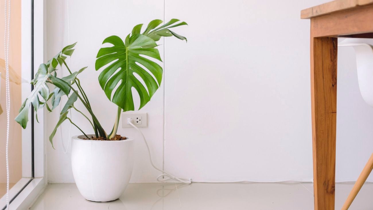 DIY - Header - How to grow and care for monstera