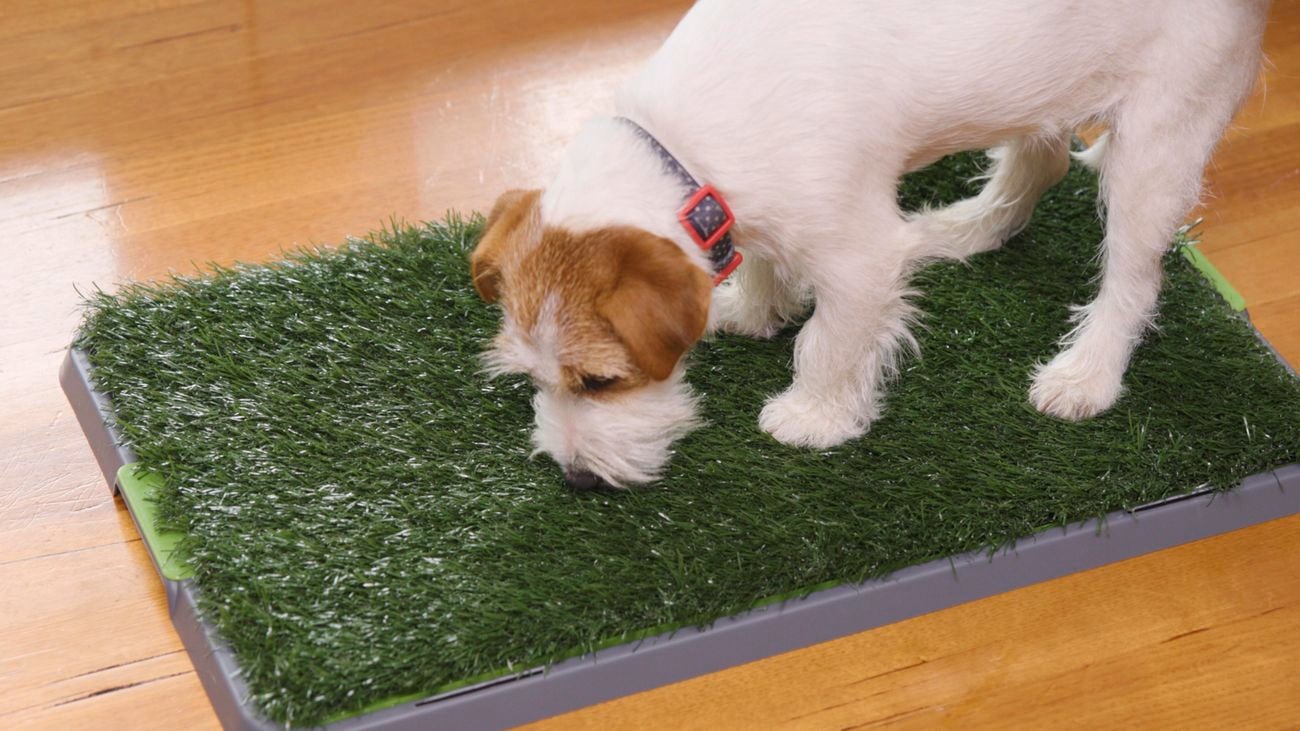 Puppy standing on grass training mat.