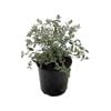 2.5L Tree Germander - Teucrium fruticans