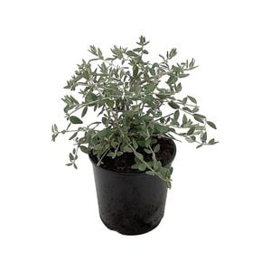 2.5L Tree Germander - Teucrium fruticans
