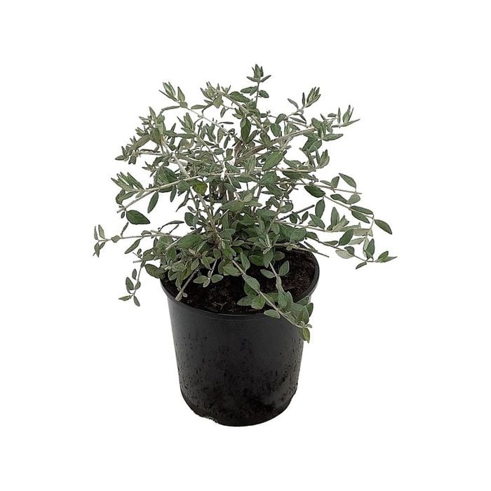 2.5L Tree Germander - Teucrium fruticans