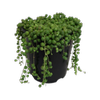 1.9L Senecio Rowleyanus - String of Pearls