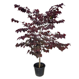 30L Eastern Redbud - Cercis canadensis Forest Pansy