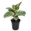 180mm Rubber Tree - Ficus elastica Tineke
