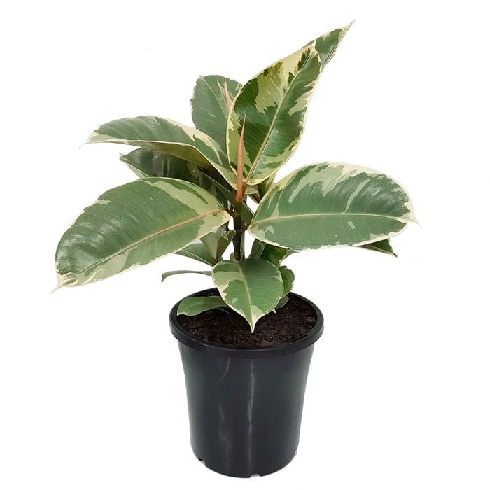 180mm Rubber Tree - Ficus elastica Tineke