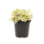 95mm Succulent -  Crassula volkensii Variegata