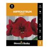 Bloomin Bulbs Hippeastrum Liberty - 1 Pack