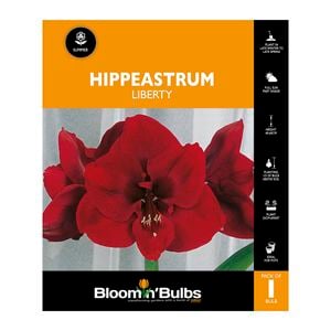 Bloomin Bulbs Hippeastrum Liberty - 1 Pack