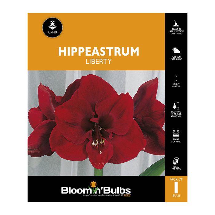 Bloomin Bulbs Hippeastrum Liberty - 1 Pack