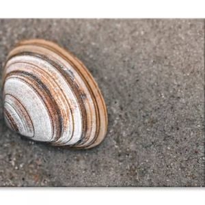 Close-Up Of Shell in The Sand  Print 100% Australian Made 75 x 50cm  (Stretched)