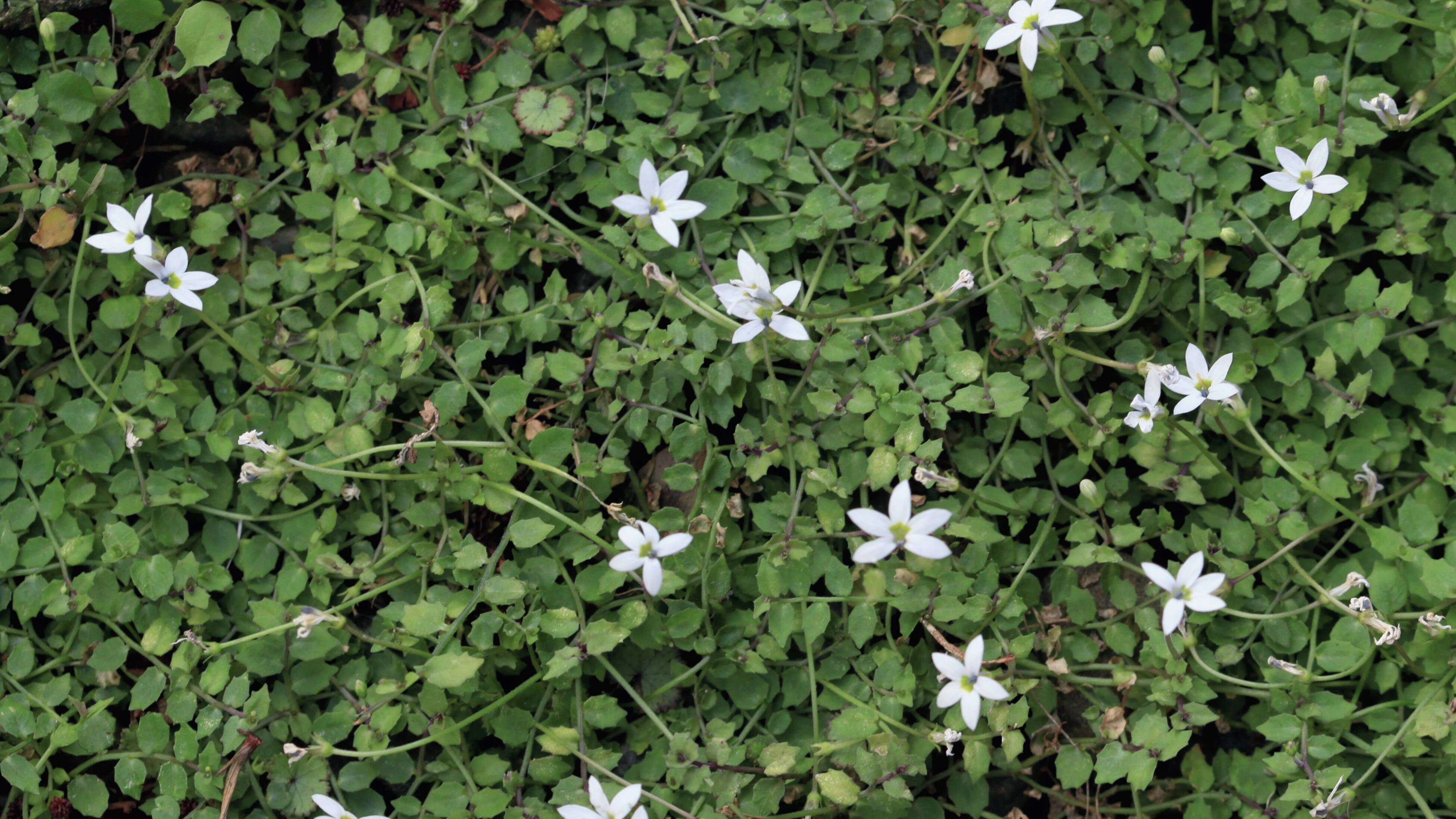 lose up of dense carpet of small fern‑like fronds, green with bronze tips, forming overlapping rosettes.