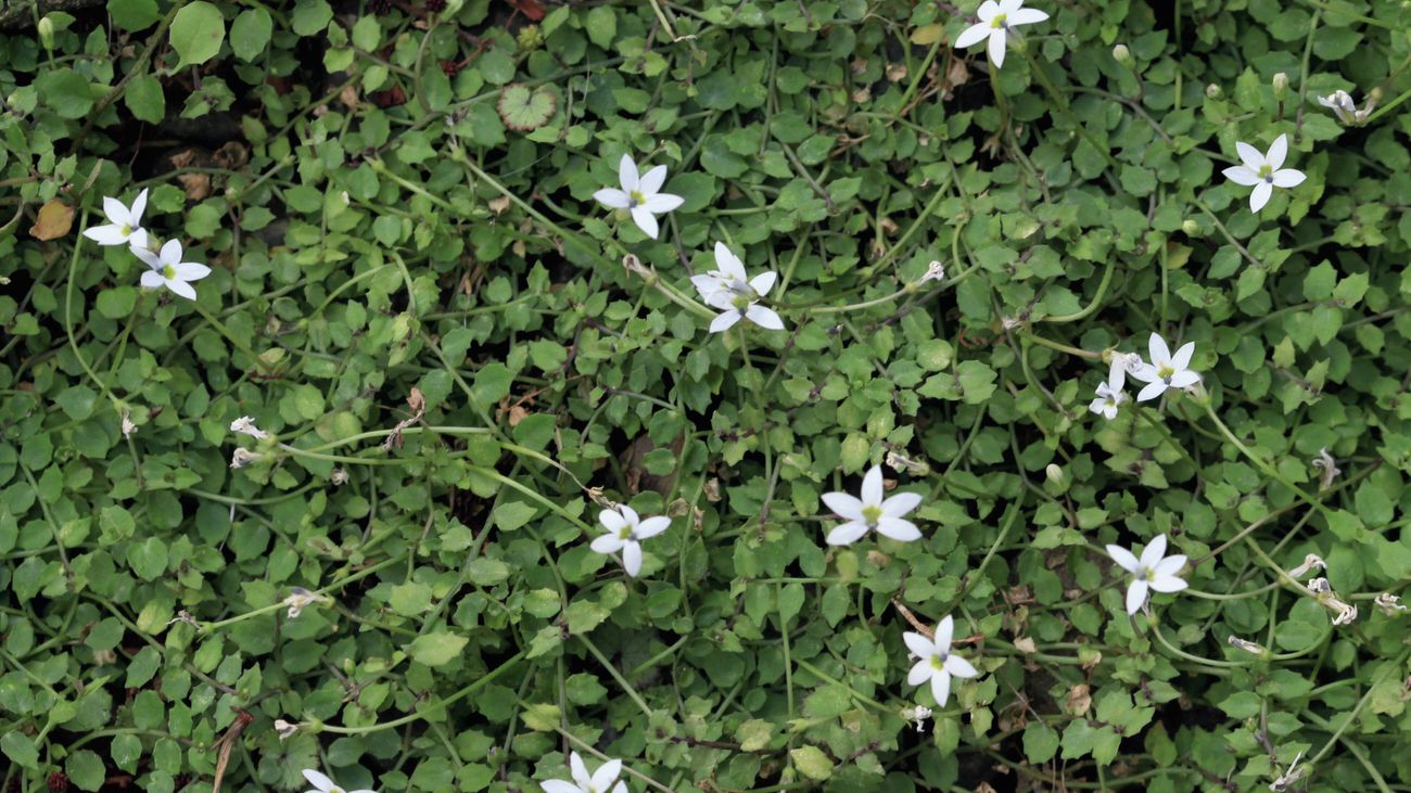 lose up of dense carpet of small fern‑like fronds, green with bronze tips, forming overlapping rosettes.
