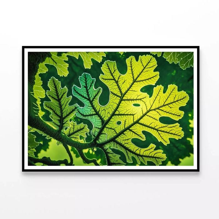 Close-Up Photo of A Green Leaf  Print 100% Australian Made 120x90cm  (Poster)