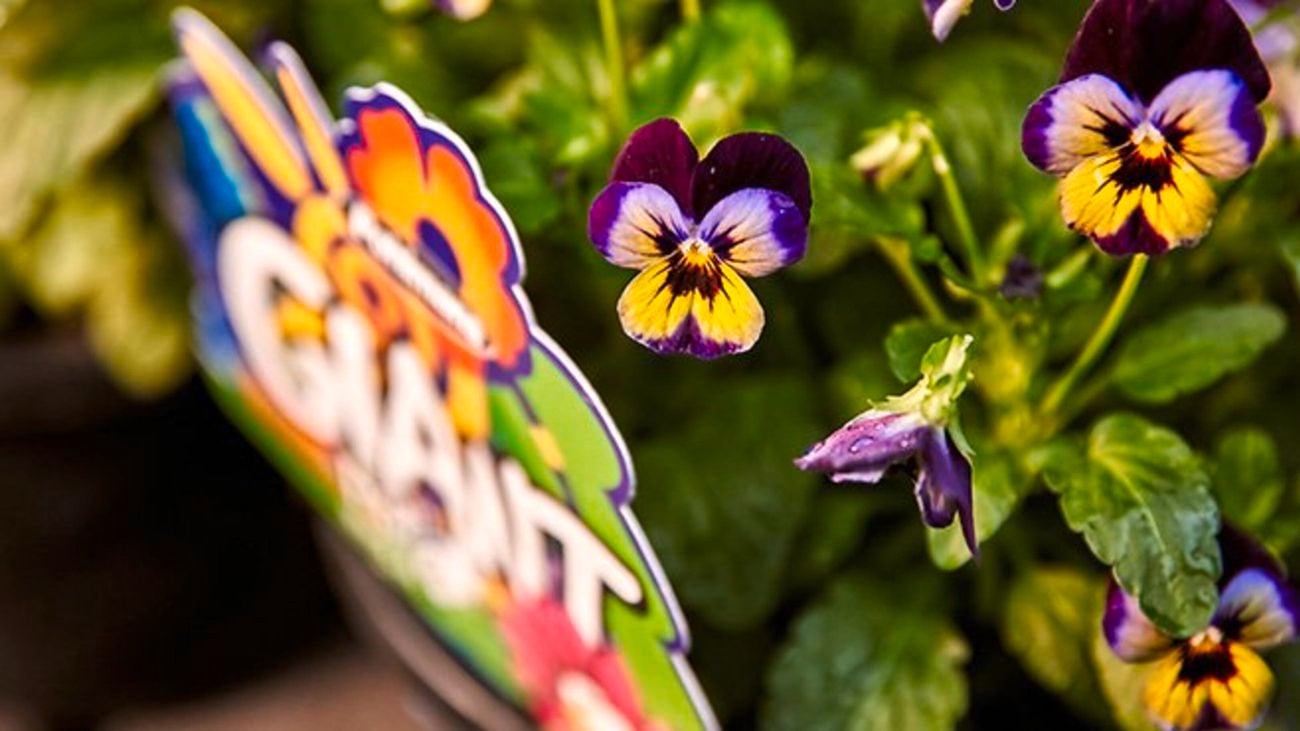 Small purple and yellow flowers