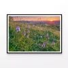 Grassland with Orchids  Print 100% Australian Made 90x60cm  (Poster)