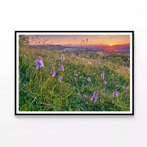Grassland with Orchids  Print 100% Australian Made 90x60cm  (Poster)